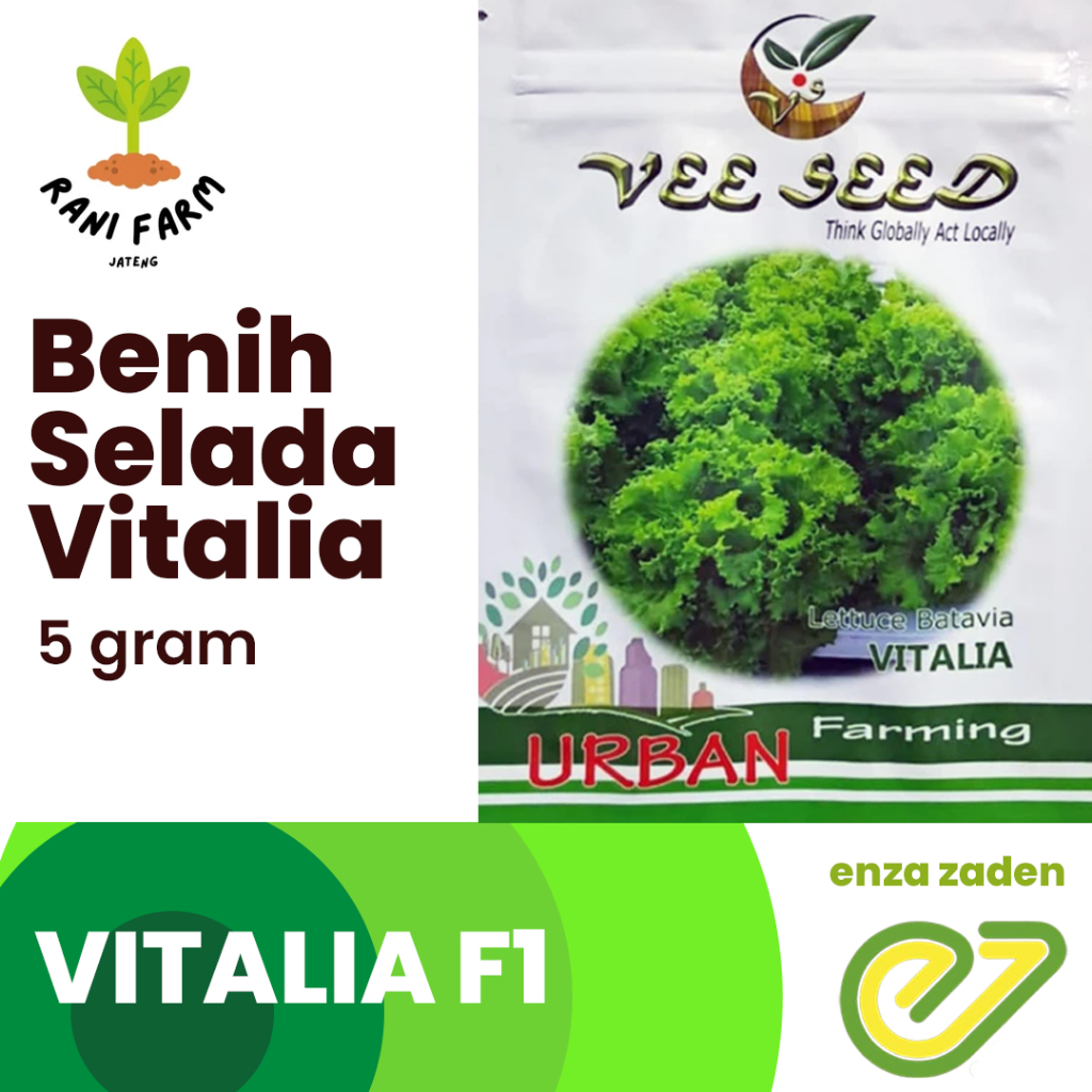 Benih Bibit Selada Vitalia 99% 5 Gram Persis dengan Selada Brava VITALIA pengganti Brava Selada Hija