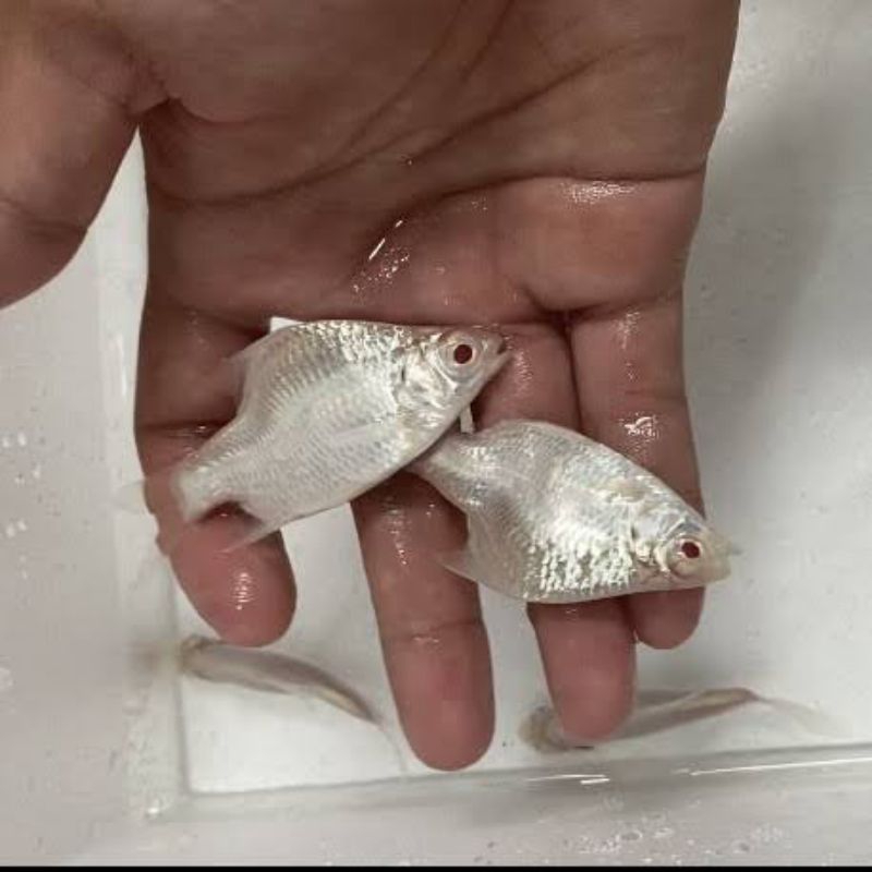 Hiasan aquarium kaviat platinum