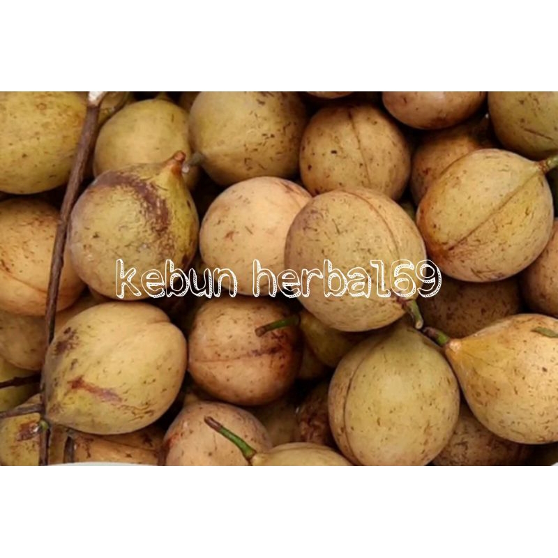 

500gr buah pala muda murah