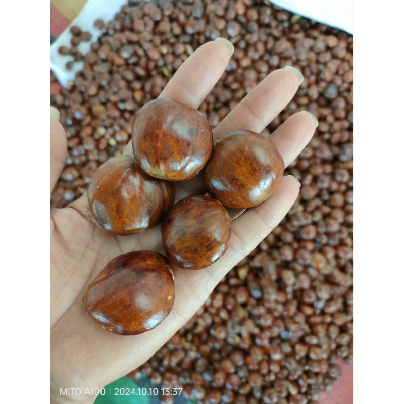 

jengkol tua murah pulen