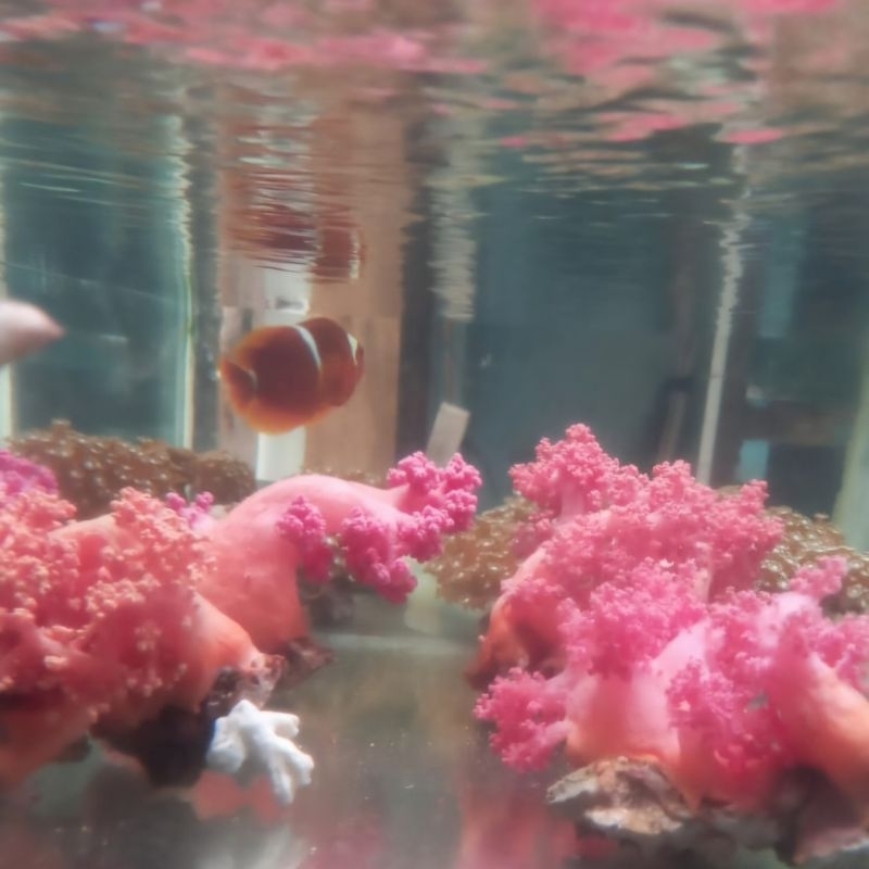 Tanaman Hias Laut Coral Seroja Merah