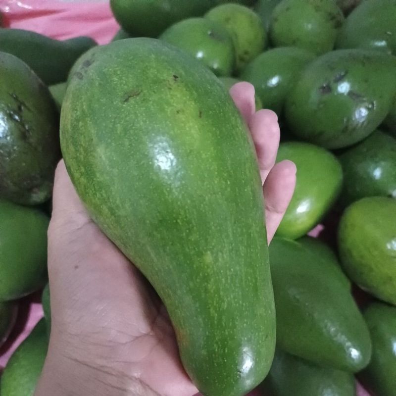 

Alpukat Mentega