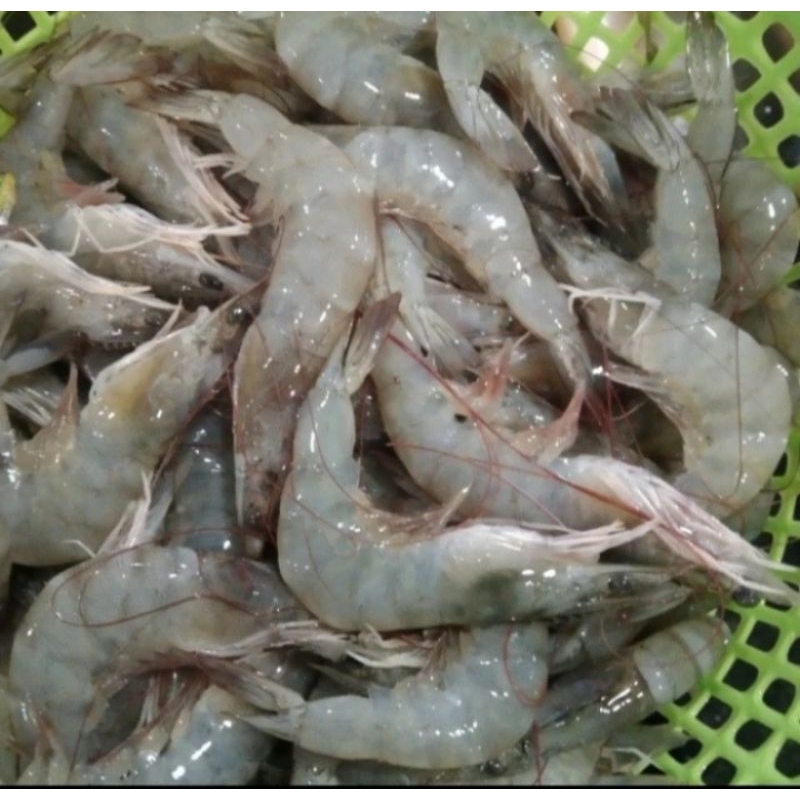 

udang tanggung segar