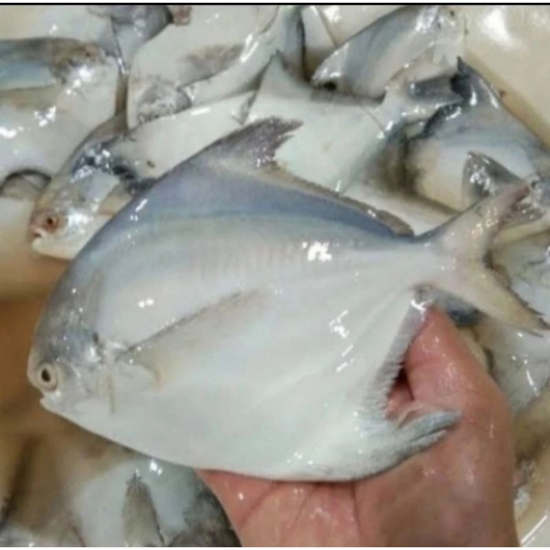 

ikan bawal laut bawal putih