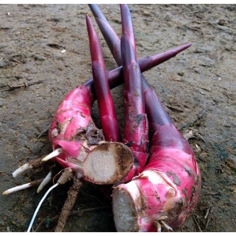 bibit kecombrang merah/bibit kecombrang honje