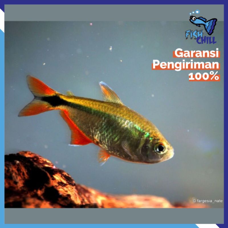 Hiasan Aquarium • BUOINES AIRES TETRA • Aquascape Soliter Mini Lampu LED Batu Pasir Malang Aksesoris