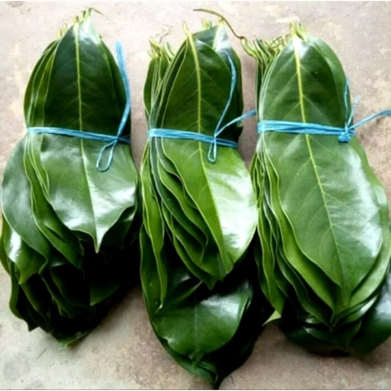 

DAUN SIRSAK / ANNONA MURICATA / DAUN SIRSAK / SATU IKAT 100 DAUN