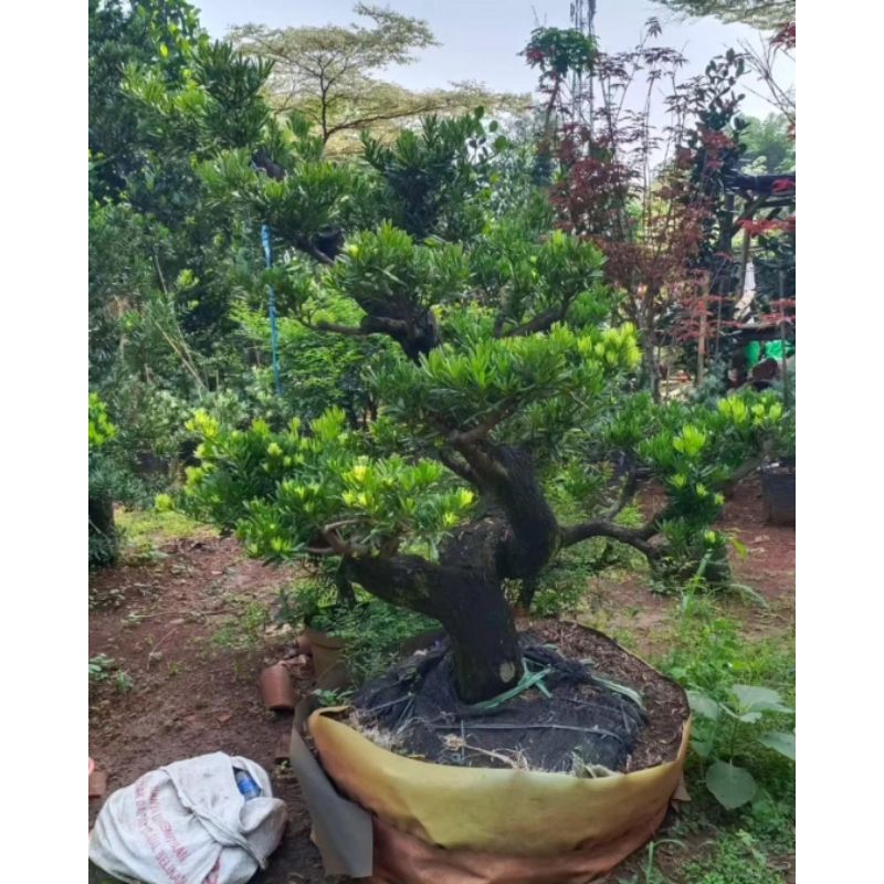 BONSAI LOHANSUNG-POHON BONSAI LOHANSUNG