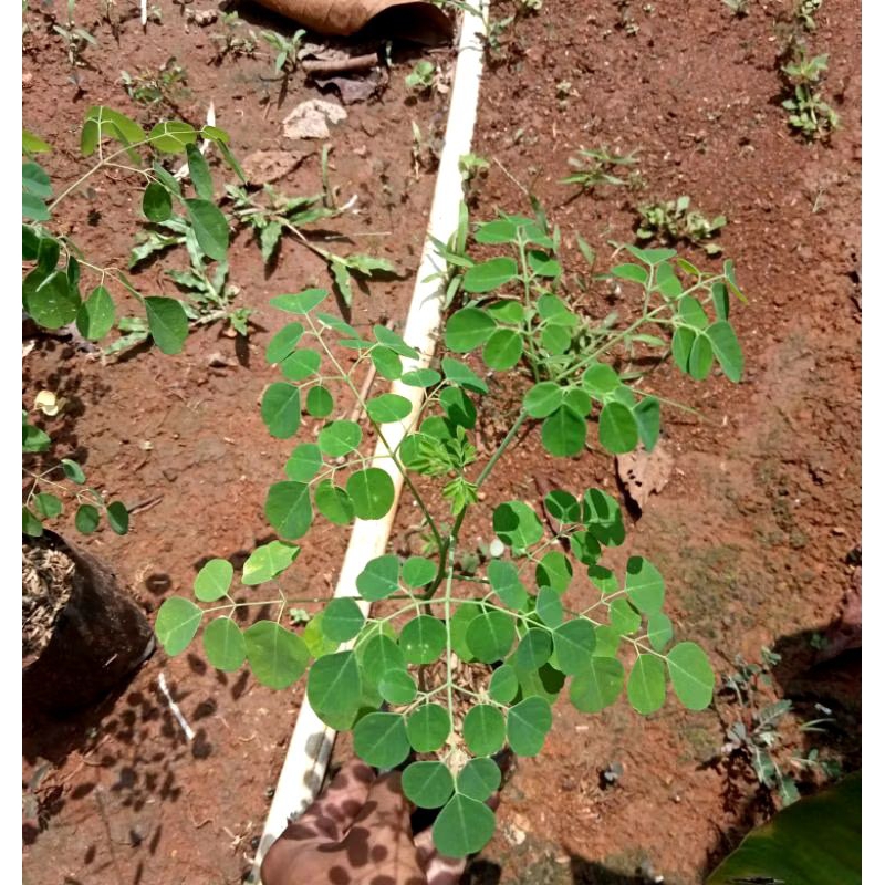 Tanaman hidup pohon kelor