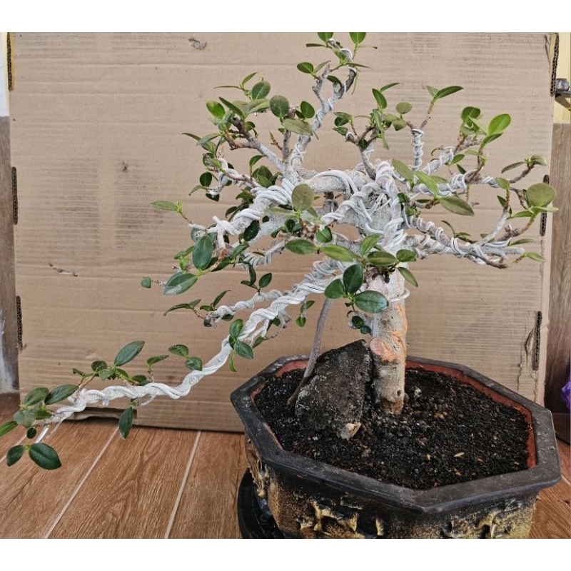 Bonsai Beringin Dolar Korea / siap Pajang