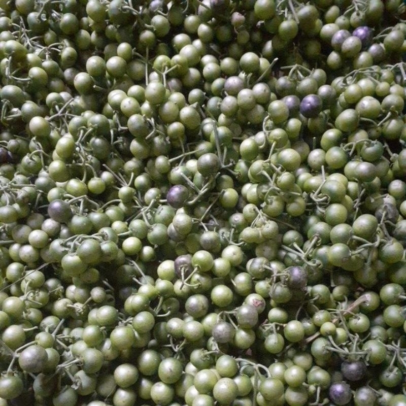 

buah lenca segar petik langsung paket 1 kg