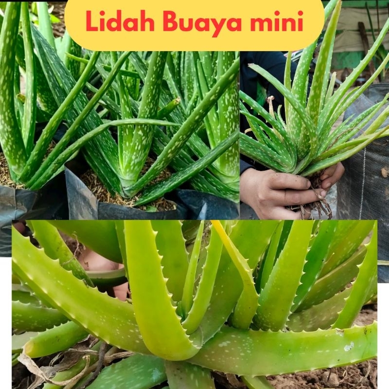 Lidah Buaya Asli 100%, Lidah Buaya Miniii, Lidah Buaya Asli