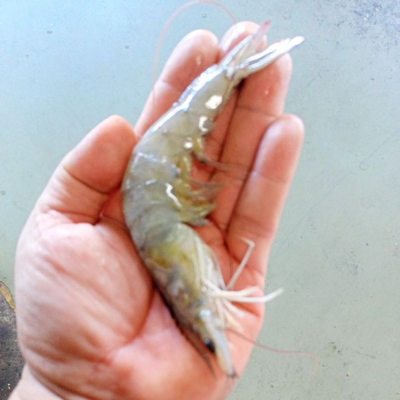 

UDANG PUTIH PRAWN UKURAN 30