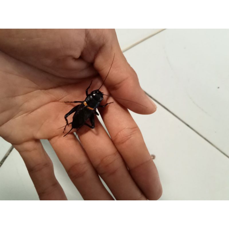 jangkrik aduan/jangkrik Genggong/masteran burung/pengusir tikus