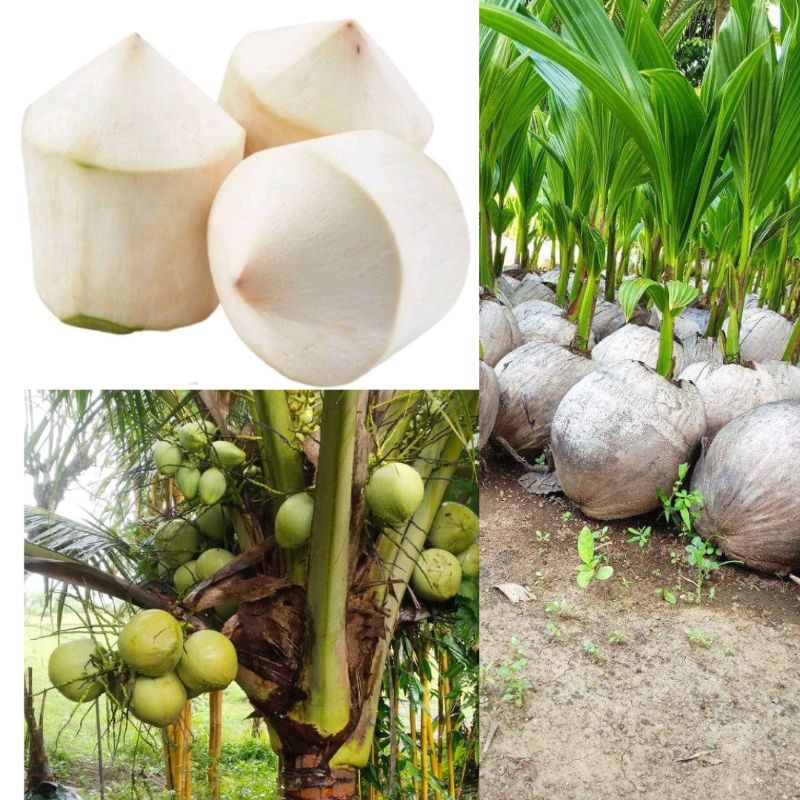 Benih Kelapa Hibrida  ,  Bibit Kelapa Buah Besar   ,  Bibit Kelapa Lokal Gombong