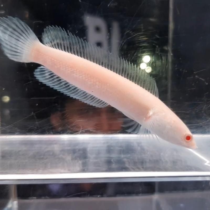 

Kardus isi Chana striata albino mata merah ekor lurus 5-6 cm