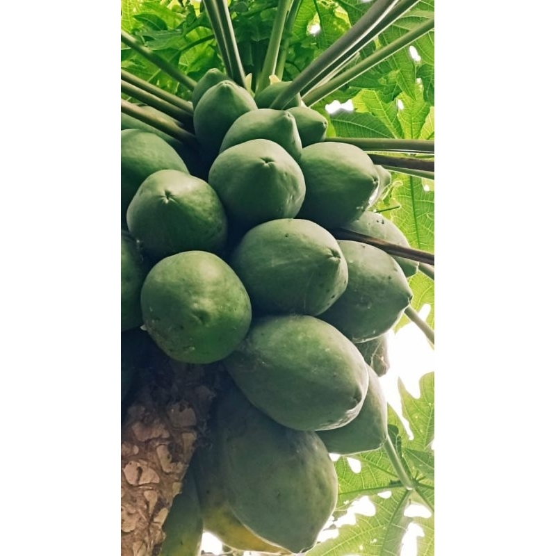 

Pepaya muda Segar 1 biji