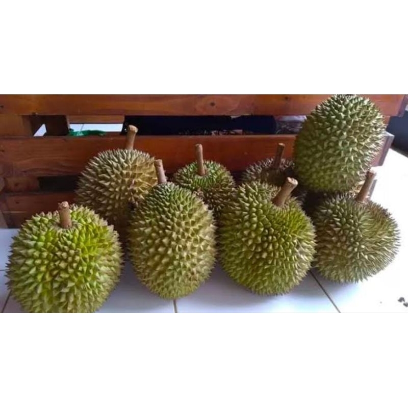 

Durian Lokal Banyumas Asli Utuh Matang Pohon Fresh Ukuran Besar Termurah