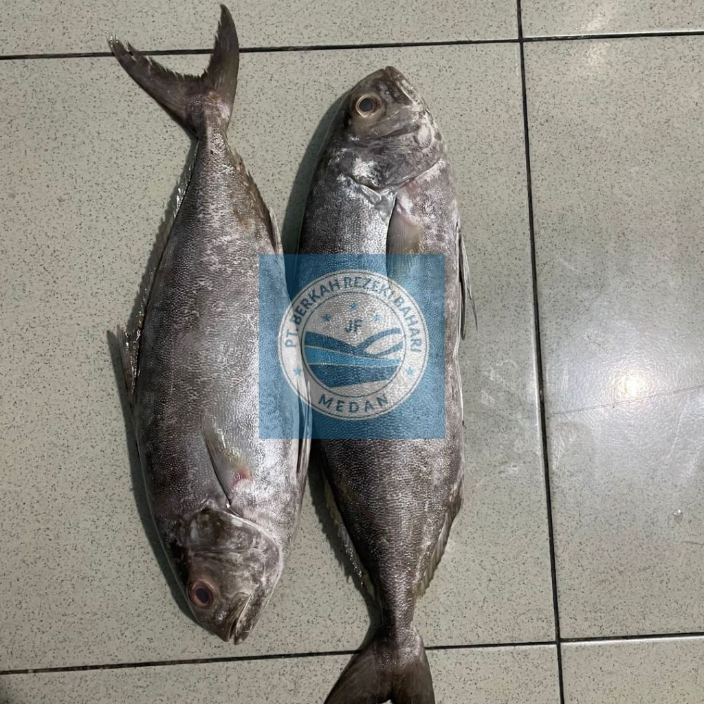 

Ikan Aji Aji Segar per kg