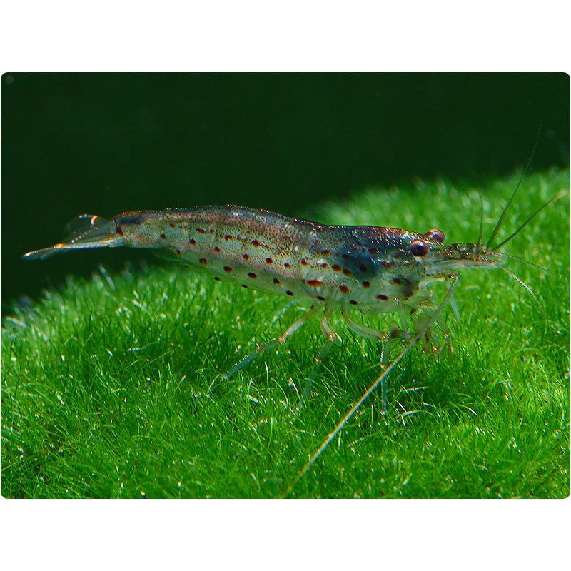 Amano shrimp isi 100e(Hiasan Aquarium)