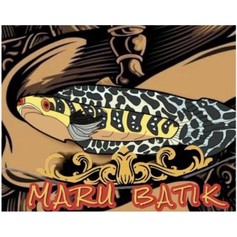 SIKER CHANNA MARU YS BATIK