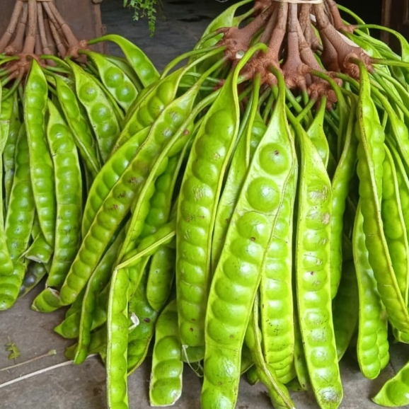 

PETE TUA isi 10 papan (bonus 2 papan) pete tua