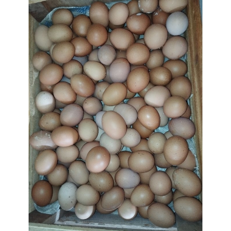 

Telur 1kg