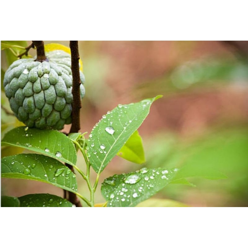 

DAUN SRIKAYA SEGAR [ANNONA SQUAMOSA L] DAUN HERBAL, DAUN BERKHASIAT UNTUK KESEHATAN