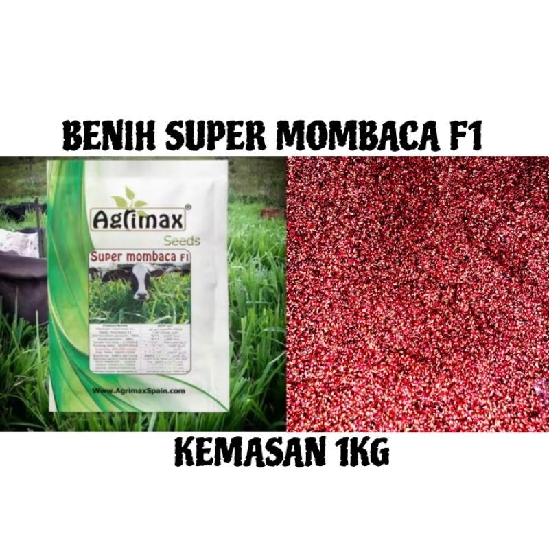 1KG Benih Rumput Super Mombaca F1 asli Rumput Hidup Premium Benih Rumput Mombaca