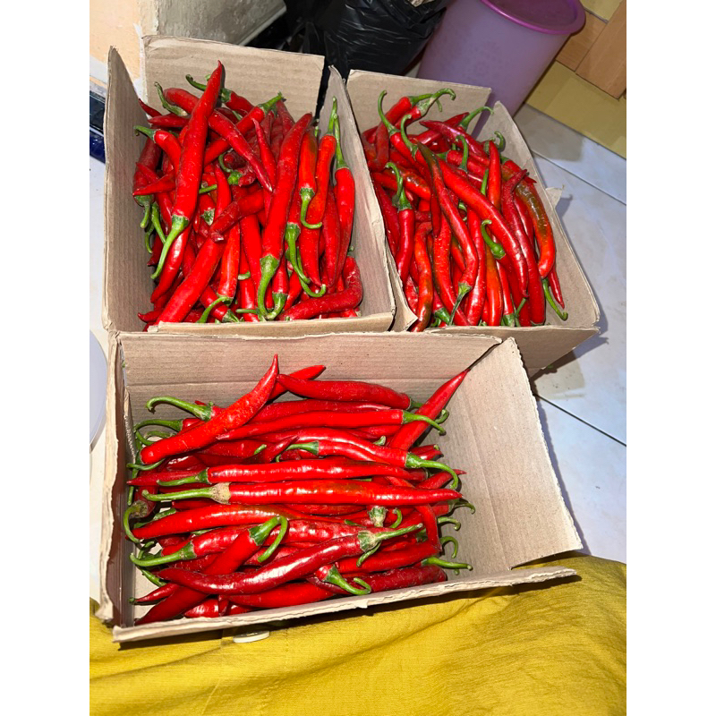 

cabe merah besar 250gr