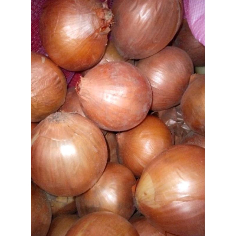 

BAWANG BOMBAI