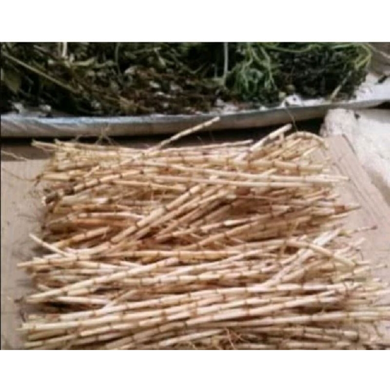 

Akar Alang Alang ilalang Hilalang Lalang