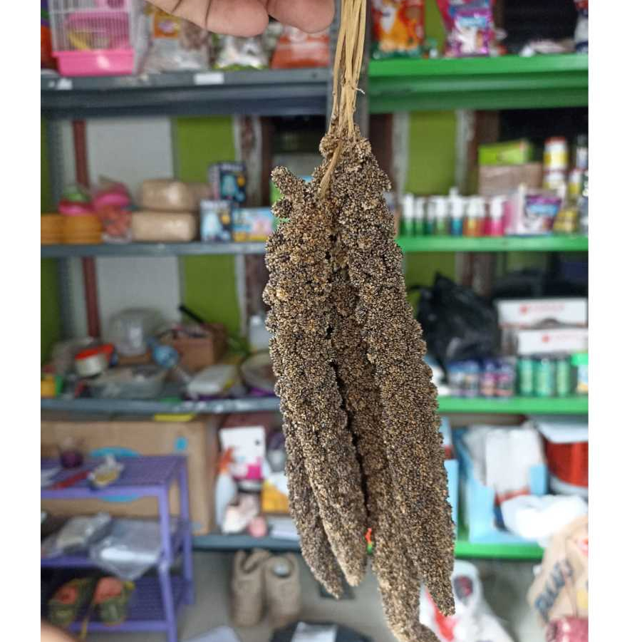 Jewawut hitam Tangkai 100gr (perikat) - Millet Spray foxtail Pakan Burung, Camilan Hamster Murah