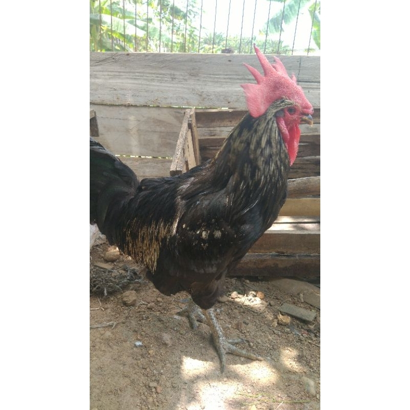 

telur fertil ayam bp2