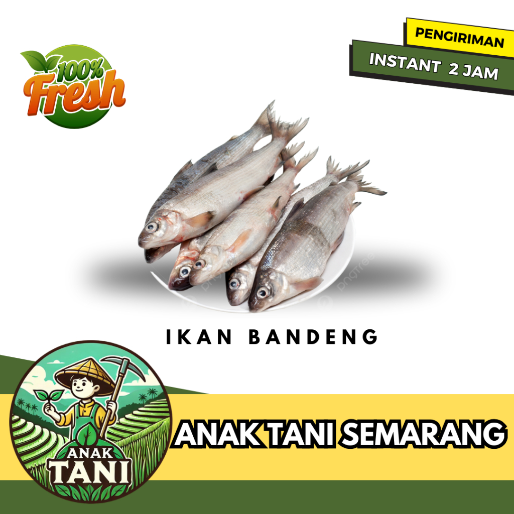 

[ANAK TANI] IKAN BANDENG SEGAR PER 500 GR SIAP KIRIM INSTANT AREA SEMARANG