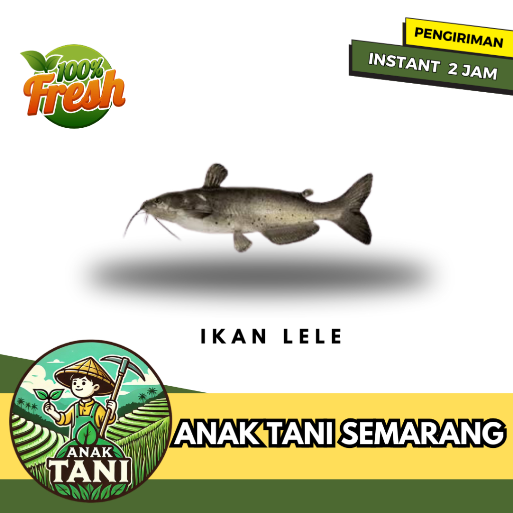 

[ANAK TANI] IKAN LELE PER 500 GR SEGAR SIAP KIRIM INSTANT AREA SEMARANG