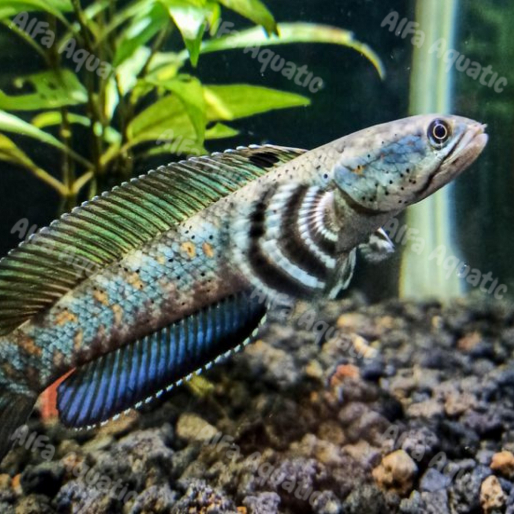 Dekorasi Aquarium Channa Blue Pulchra (BP)  7-10cm gondrong
