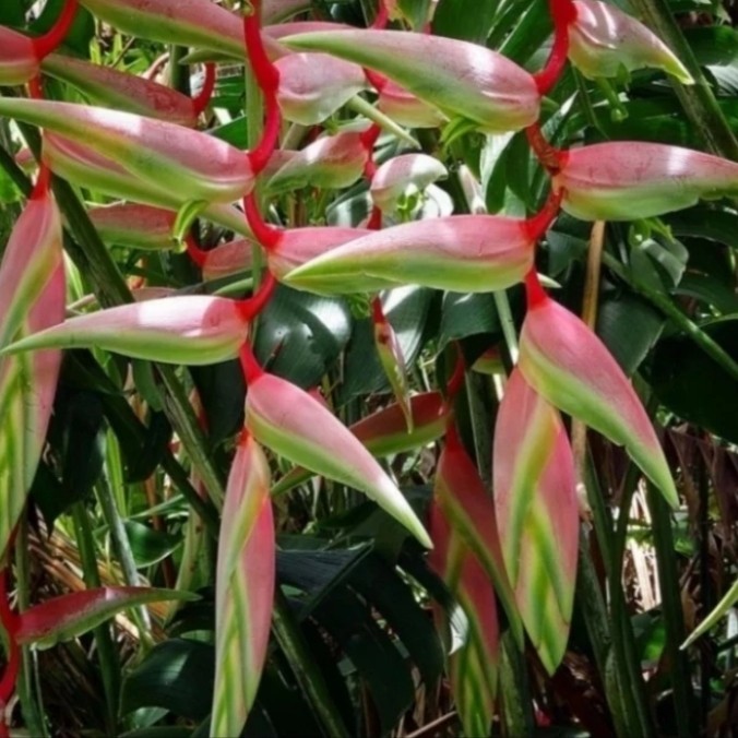 tanaman heliconia Sexy Pink REAL pict