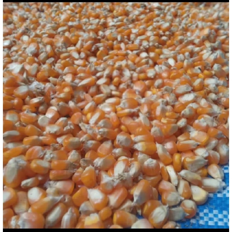 

Jagung kering kemasan 500 gram