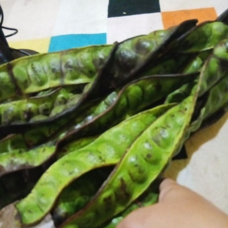 

petai sedang gurih