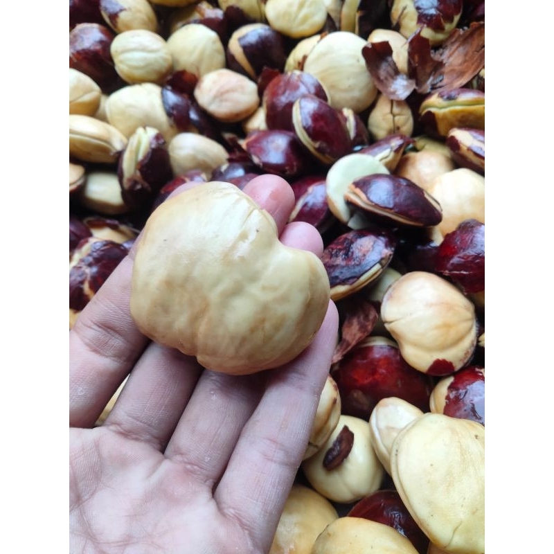 

jengkol tua kupas super 1kg