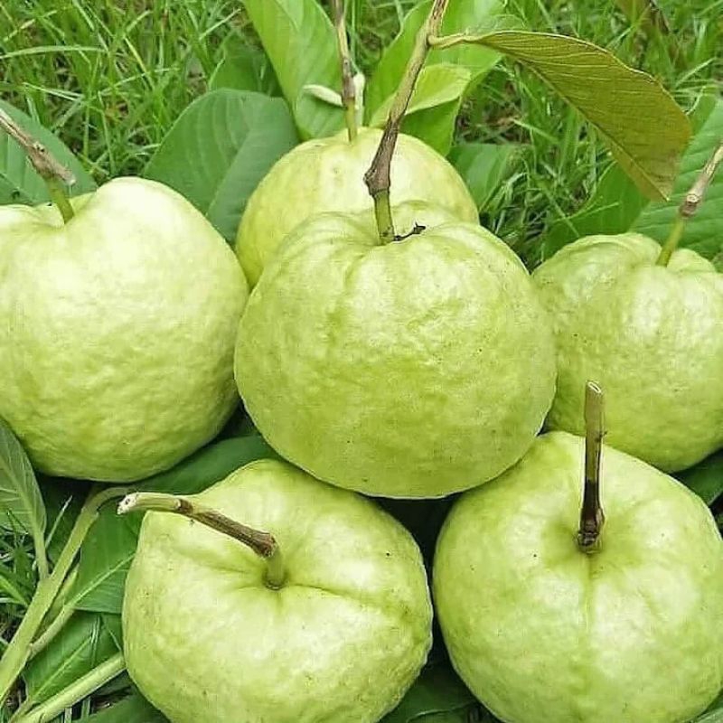 

JAMBU KRISTAL