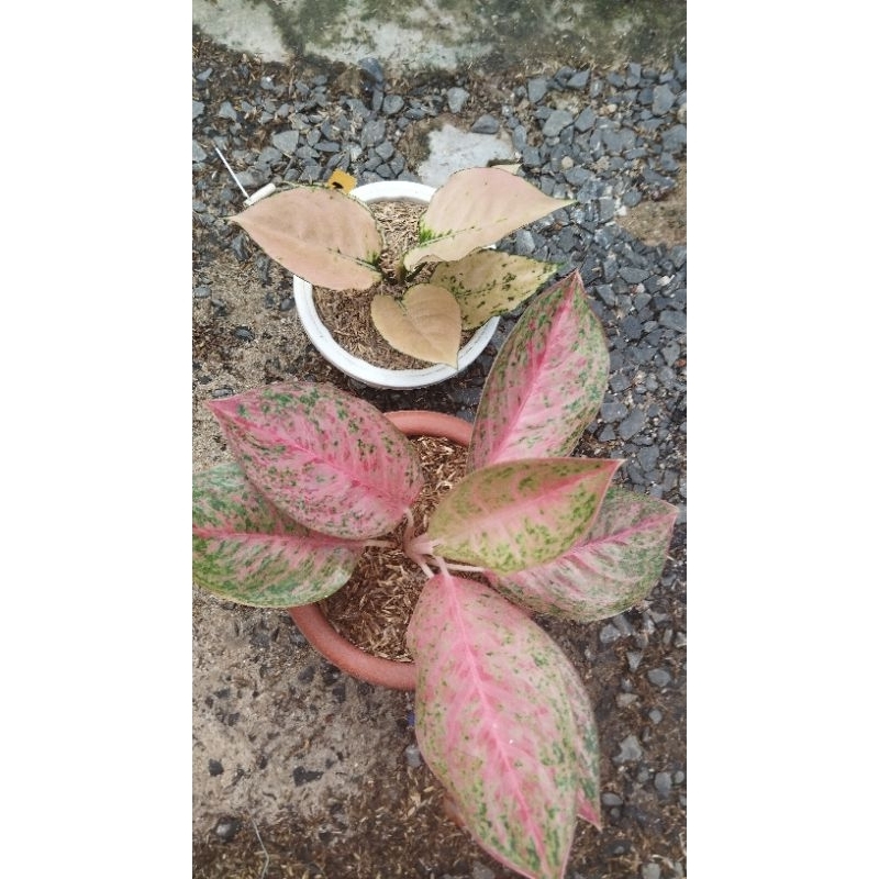 aglonema kom kom gold + sexylia