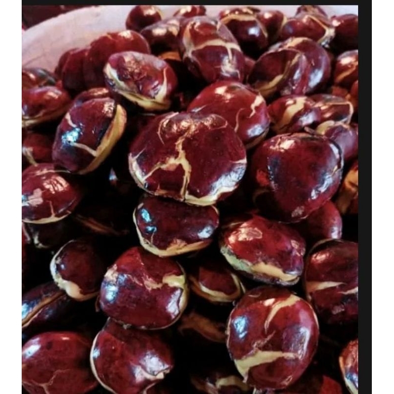 

JENGKOL TUA PULEN