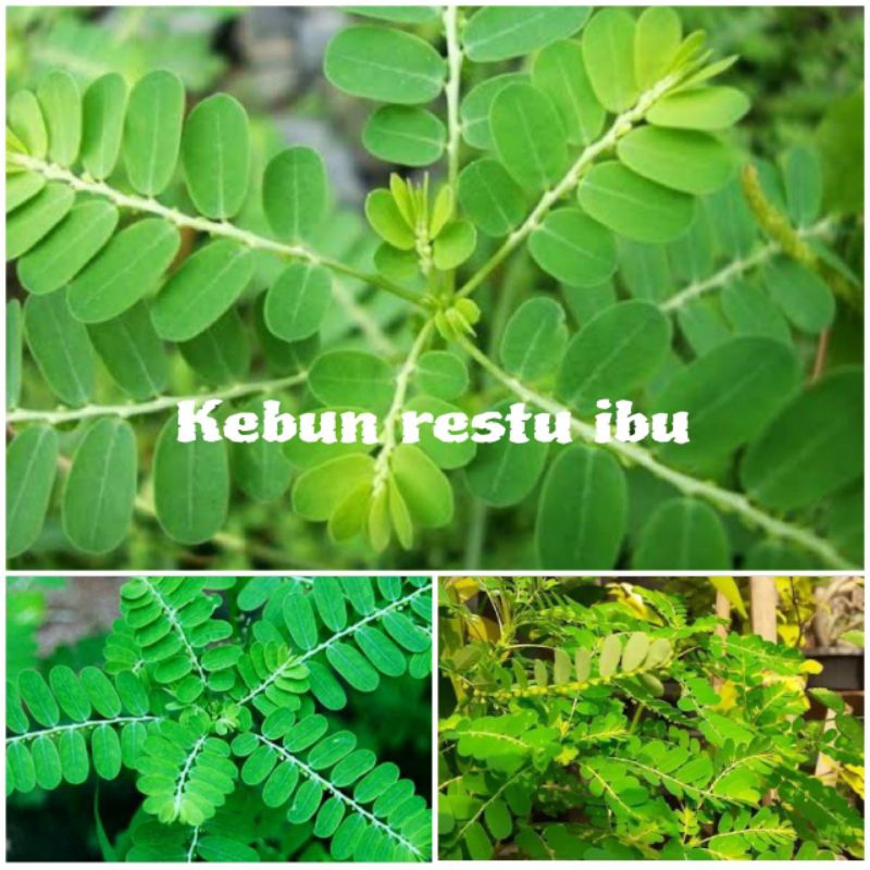

100gr daun Meniran segar fres