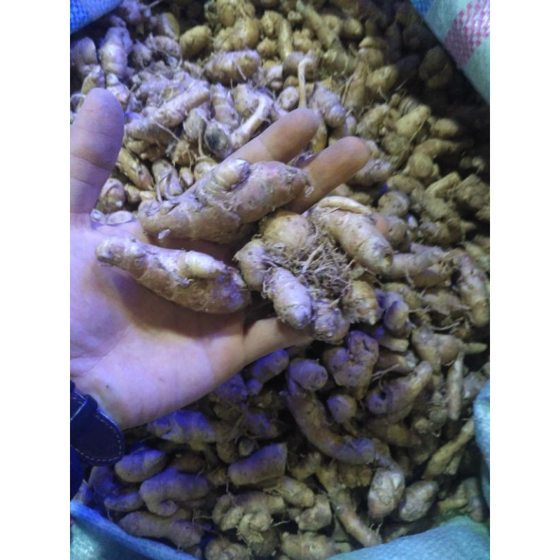 

500 gram Kencur Fresh