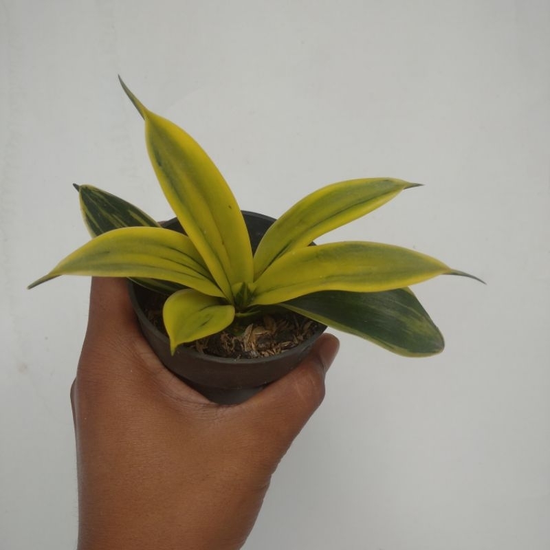 sansevieria gold flame