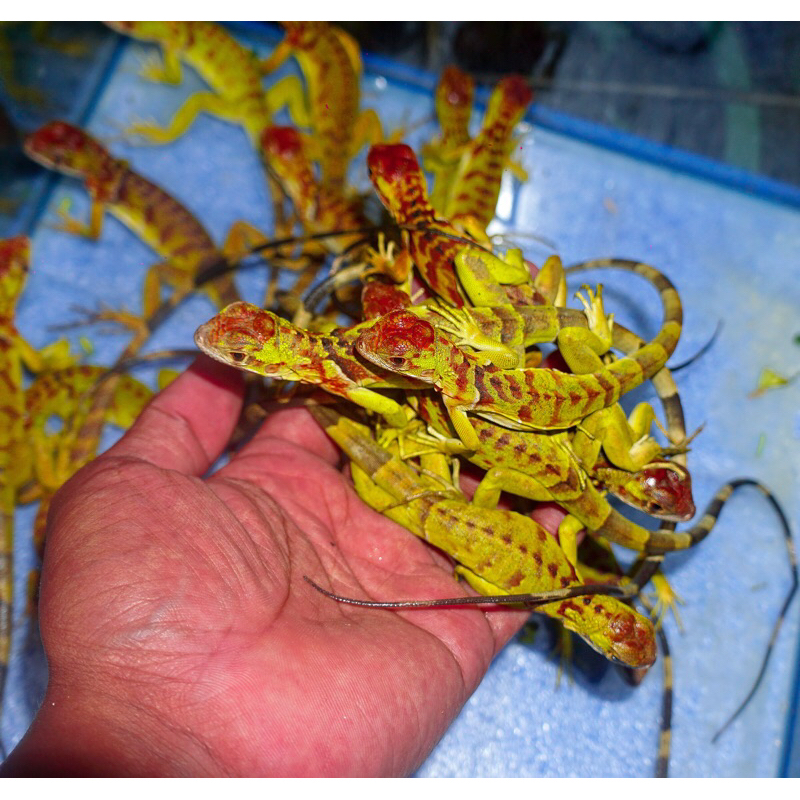 Mainan iguana Super red anakan // mainan iguana merah jozzz