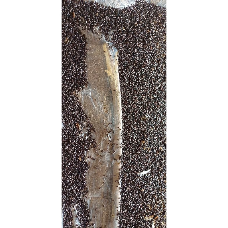 kumbang / kepik ulat kandang 1 gelas kurang lebih 1000 ekor