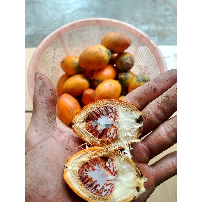 

PROMO‼️BUAH PINANG TUA FRESH 500gr (STOK TERBATAS)